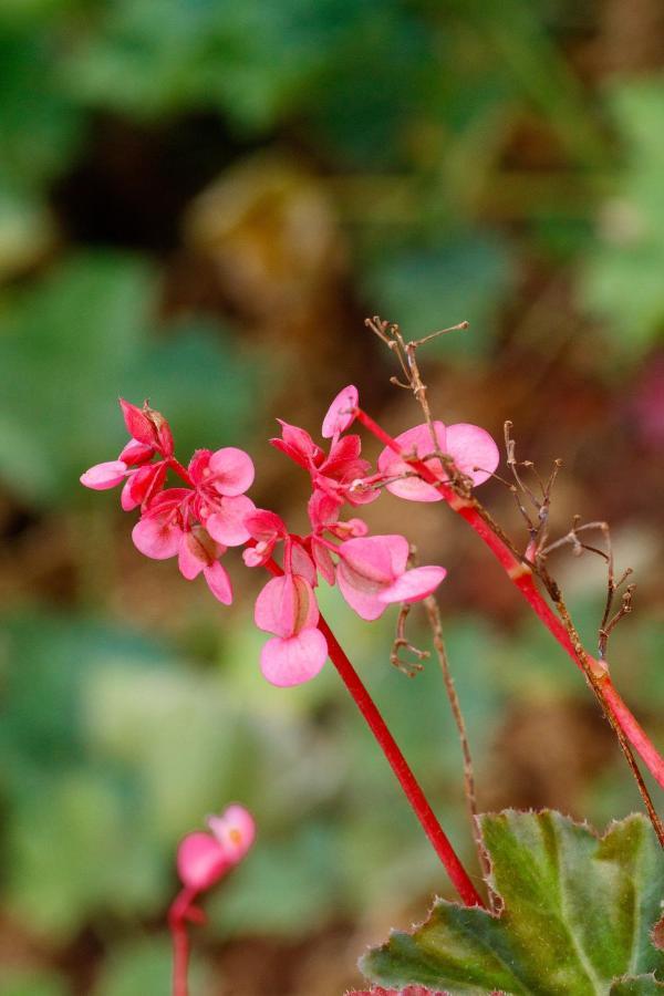 Sherbaug- A Theme Park And Resort Panchgani Luaran gambar